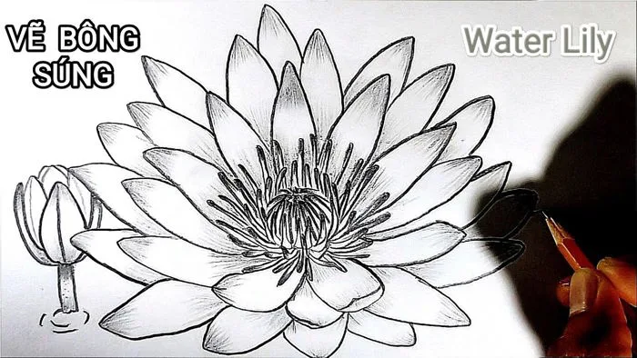 Vẽ HOA SÚNG bằng bút chì cực chuẩn | How to draw a Water Lily