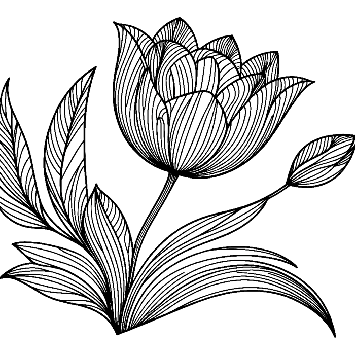 35 bông hoa tulip để tô màu - Tải xuống và in file PDF
