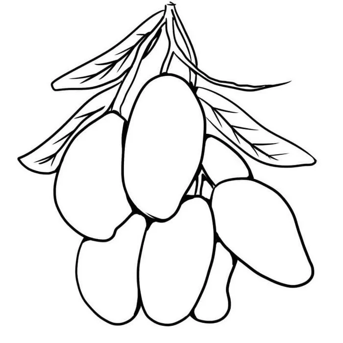 Tranh tô màu quả xoài | Mango coloring pages for kids, Mango coloring pages  printable, Fruit coloring pages free printable